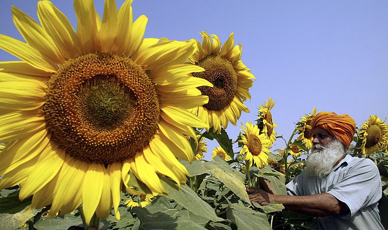 Girasoles en la India