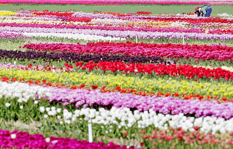Comienza la temporada de tulipanes en Holanda