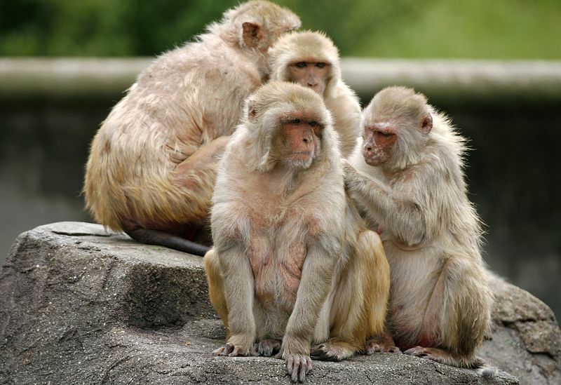 Monos obesos en Japón