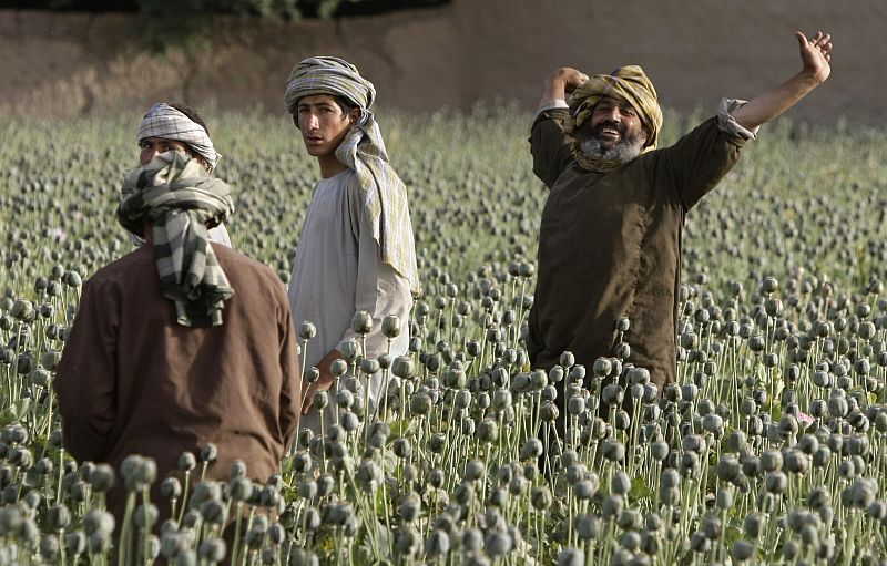 Disminuye el cultivo de opio en Afganistán