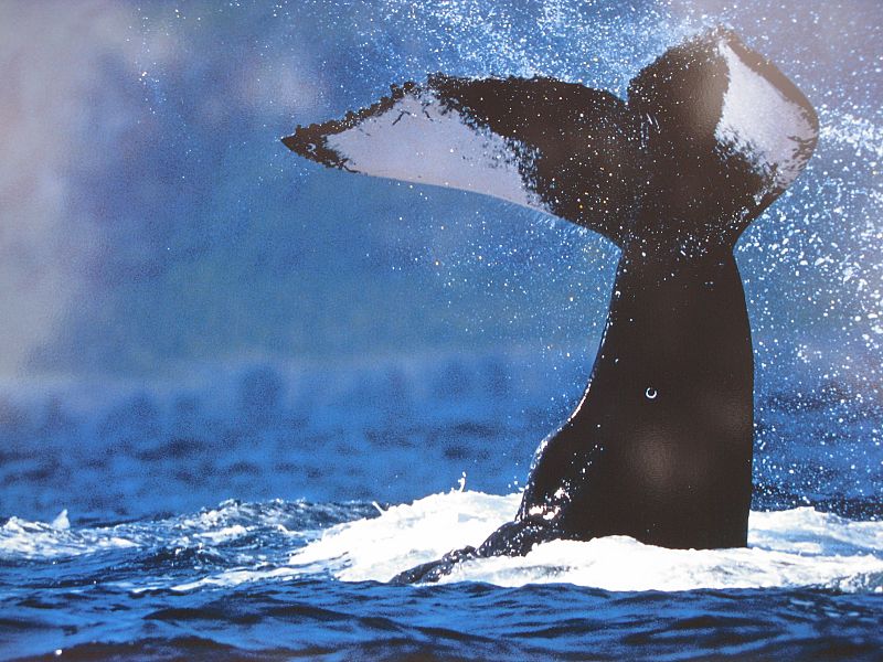 Una ballena jorobada