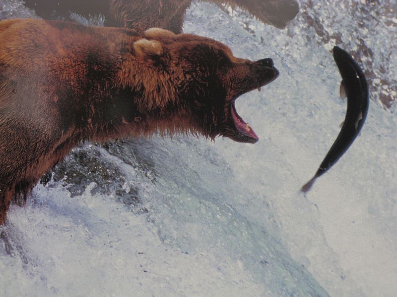 Osos cazando en Canadá