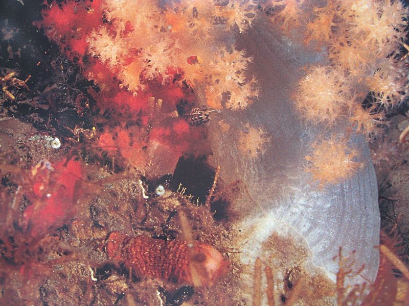 'Raíces del gorgonocephalus articus'