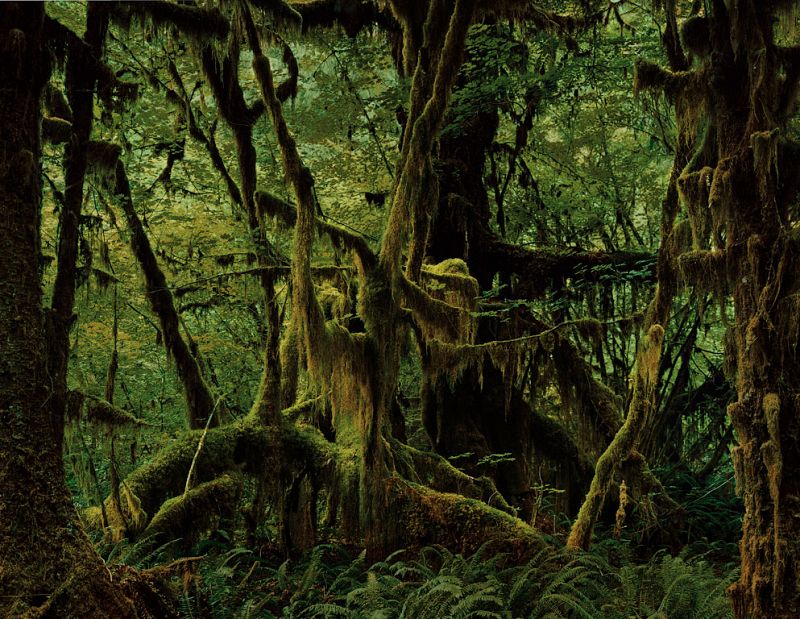 El bosque Hoh Rain, Understory, 2007