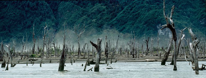 Bosques quemados, Austral XIV, 2006