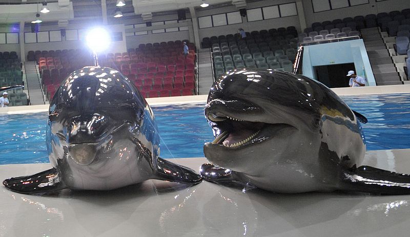 Dos delfines saludan en un espectáculo celebrado en el Delfinarium de Dubai.