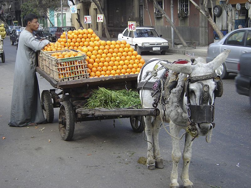 Numerosos burros egipcios, una vez que terminan su "vida útil", tirando de los carros de los vendedores ambulantes que siembran las localidades del país, acaban siendo vendidos a carnicerías, donde su carne castigada es vendida a precio de ternera.