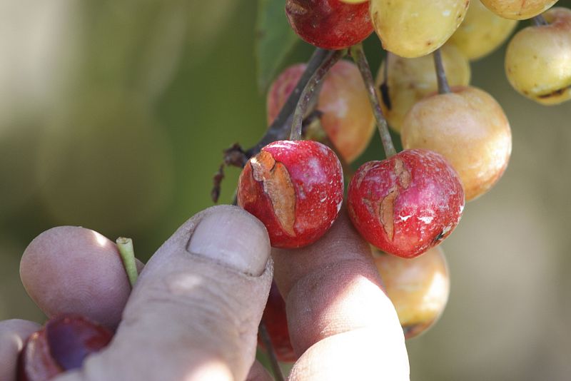 Crisis en la cereza