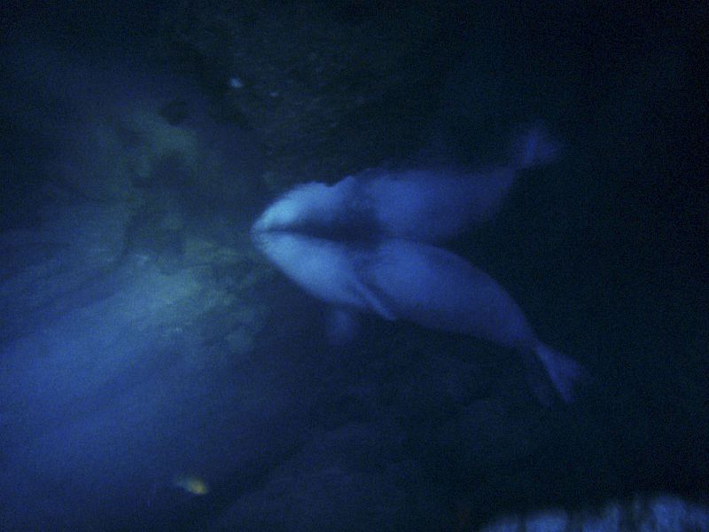 Avistamiento de una foca monje