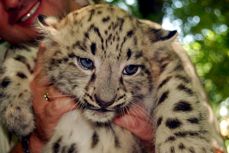 Primer leopardo de las nieves nacido en Hungría