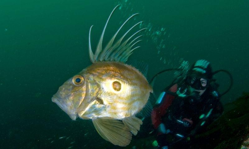 Un pez de San Pedro, junto a un buceador de oceana en la costa atlántica gallega.