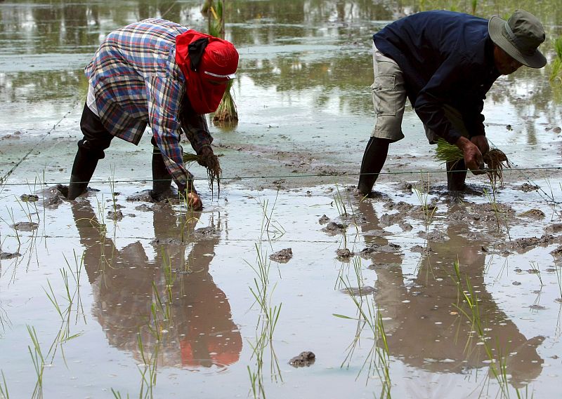 Agricultura en Tailandia