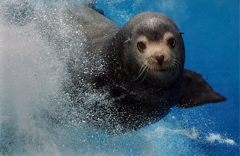 Michie, un león marino californiano