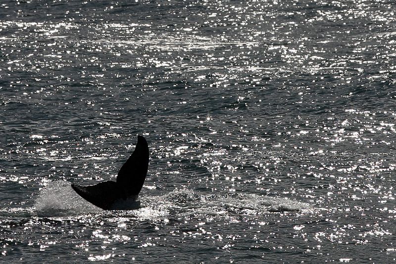 Ballenas en Chile