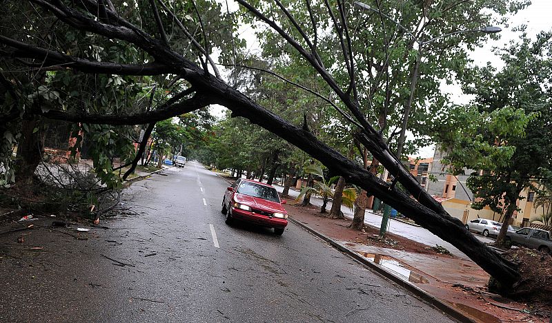 Un árbol permanece a medio caer en una callede Santo Domingo en República Dominicana