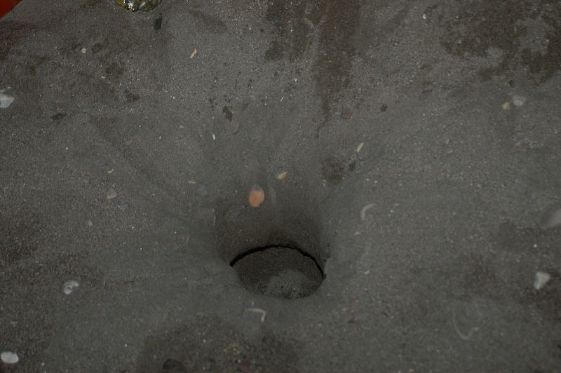 Juan Patiño, del CSIC, pone huevos de tortuga en Cabo de Gata