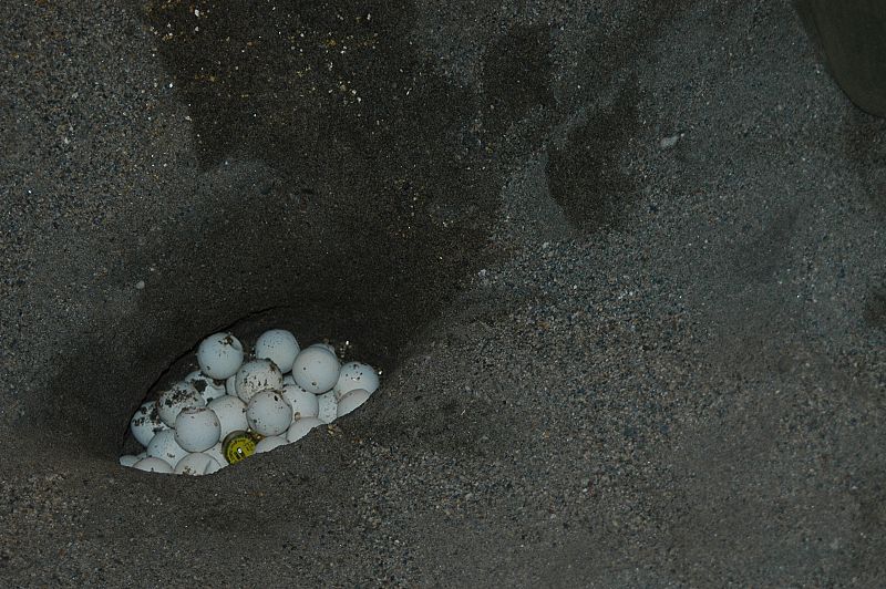 Huevos de tortuga boba en Cabo de Gata