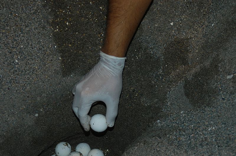 Huevos de tortuga boba en Cabo de Gata