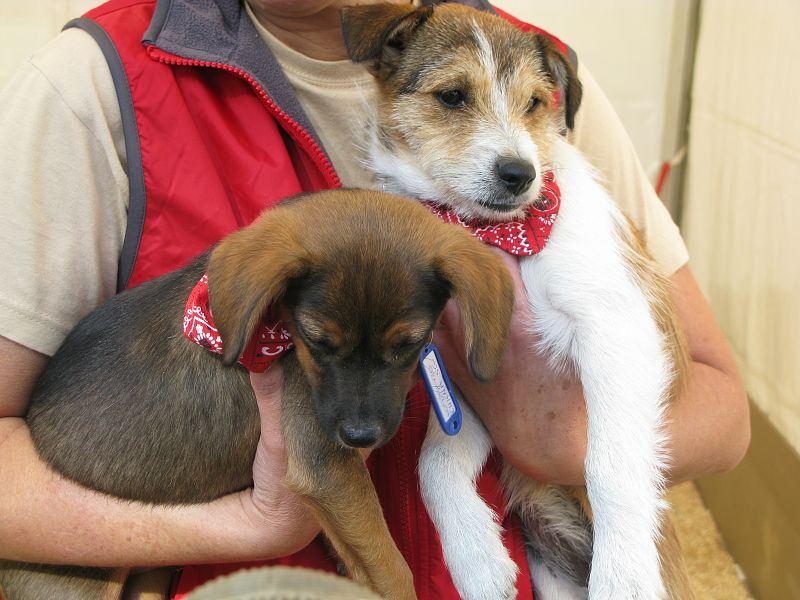 Randy y Niagara son dos cachorros que buscan un hogar.