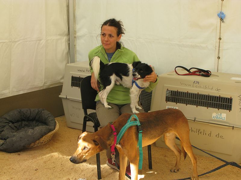 Una voluntaria acompaña a varios perros que, inquietos, juegan en el stand de la Asociación Nacional de Amigos de los Animales.