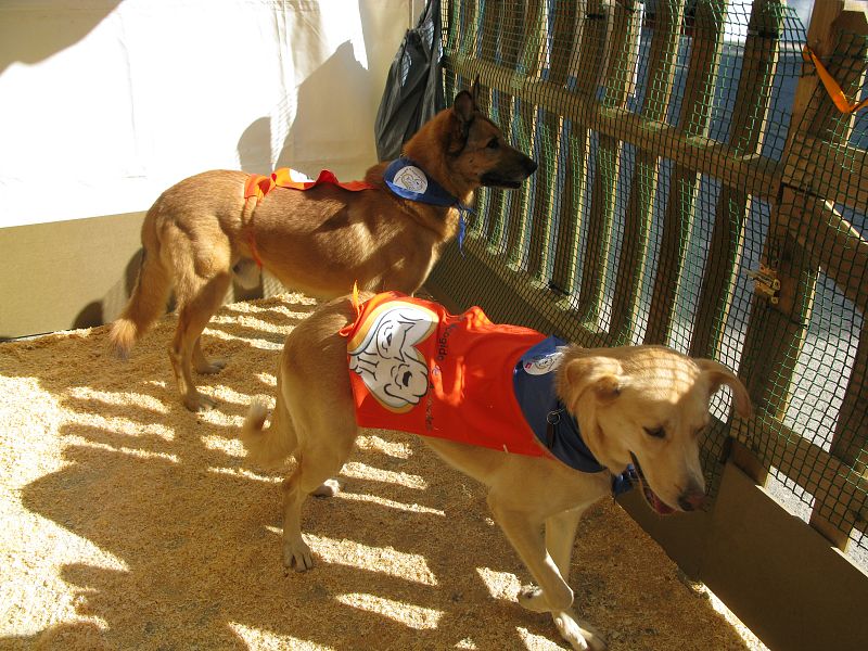 Entre los perros que se pueden encontrar en el Centro Integral de Recogida de Animales están Kazan y Palmira que quieren encontrar pronto una familia que les quiera.