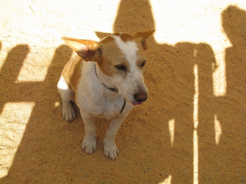 A Chapi, muy cariñoso y juguetón, lo encontraron vagando por la calle. Ahora espera a que alguien se anime y le adopte.