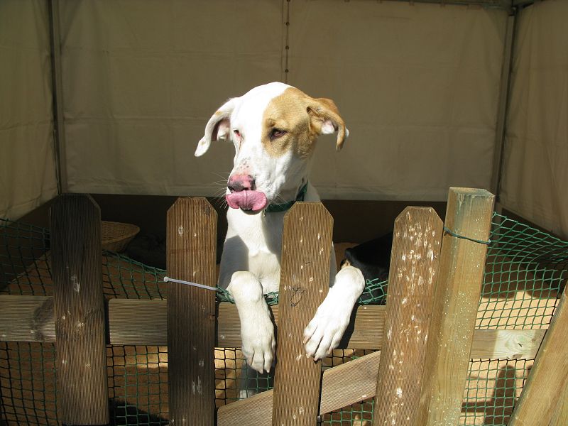 Llanos se asoma dentro del stand de la asociación "El Arca de Noe", una de las organizaciones de defensa animal que participa en el 4º Salón para la Adopción de Animales de Compañía de la Comunidad de Madrid.