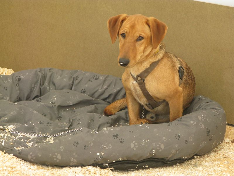Galindo es uno de los perros que se pueden adoptar en este salón cuyo principal objetivo es fomentar la adopción de los animales de compañía. La historia de su nombre es curiosa: Un Guardia Civil lo encontró en la carretera y le llamó así.