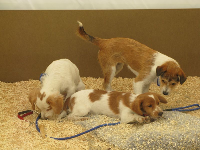 Tres perros juegan en la caseta de la Sociedad Protectora de Animales y Plantas de Madrid, una de las nueve asociaciones que participan en este salón, instalado en el Parque del Retiro de Madrid hasta el próximo 28 de septiembre.