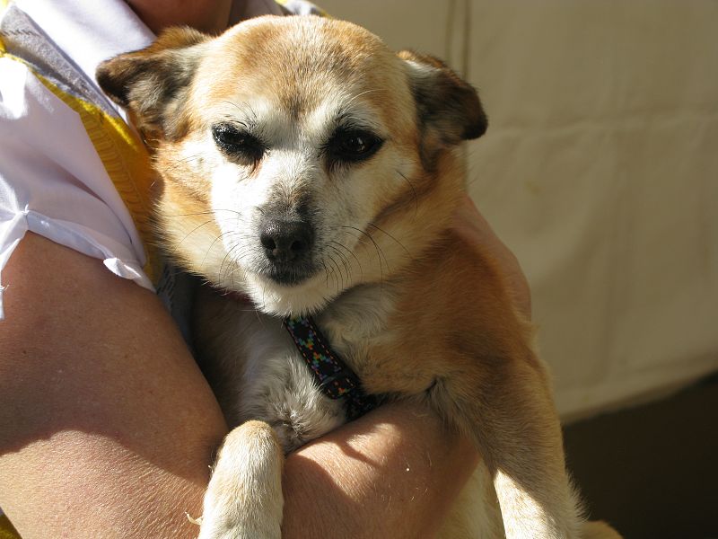 Chicha es un perro muy inquieto que espera un dueño. Nos dicen desde el centro donde le cuidan que le gustan los niños y es muy cariñoso.