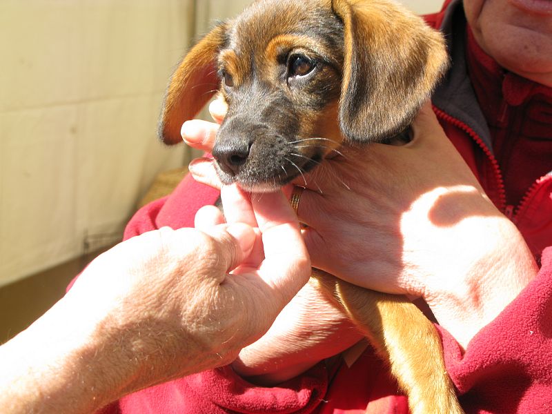 Una pareja ha adoptado a este cachorro. En el salón, instalado en El Retiro, ha realizado la pre- adopción y, en unos días, pasará a recogerlo al centro de acogida.