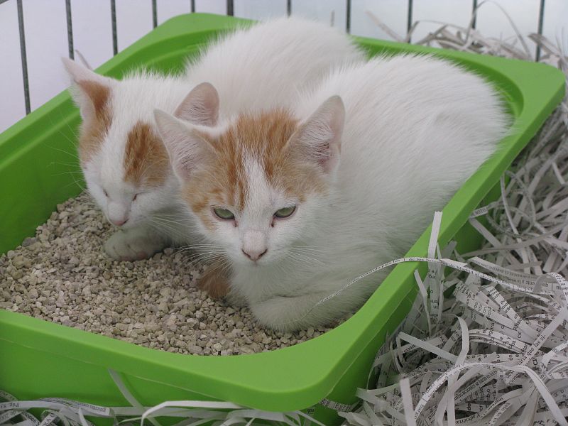 A estos dos hermanos los encontraron en un chalet en construcción. Sus nombres, Piso y Bungalow, sorprenden a los que se acercan a la caseta de gatos del Salón de Adopción de Animales de Compañía.