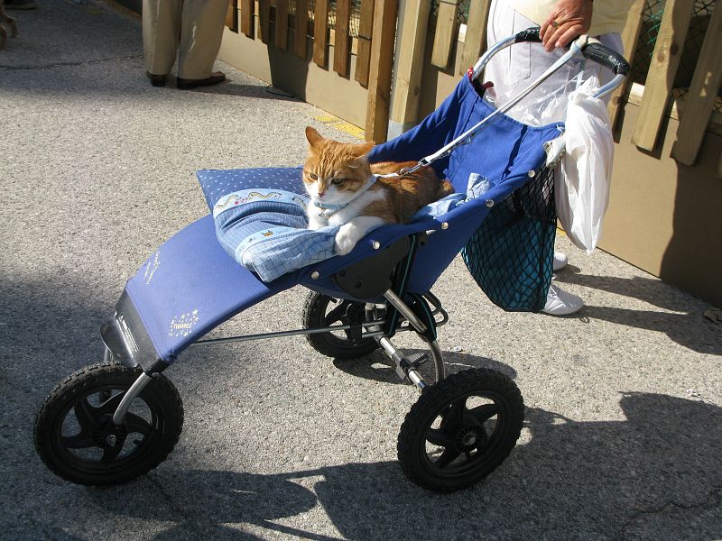 Una señora se paseaba por el salón con su gato al que siempre pasea en su carrito de bebé.