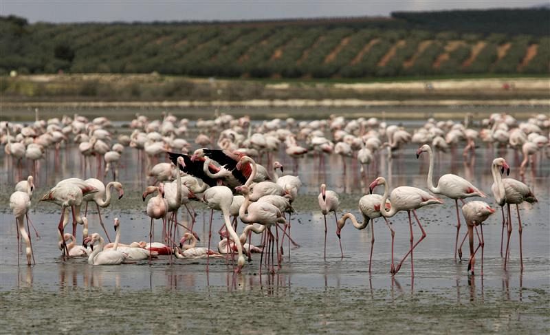 Flamencos cerca de Málaga.