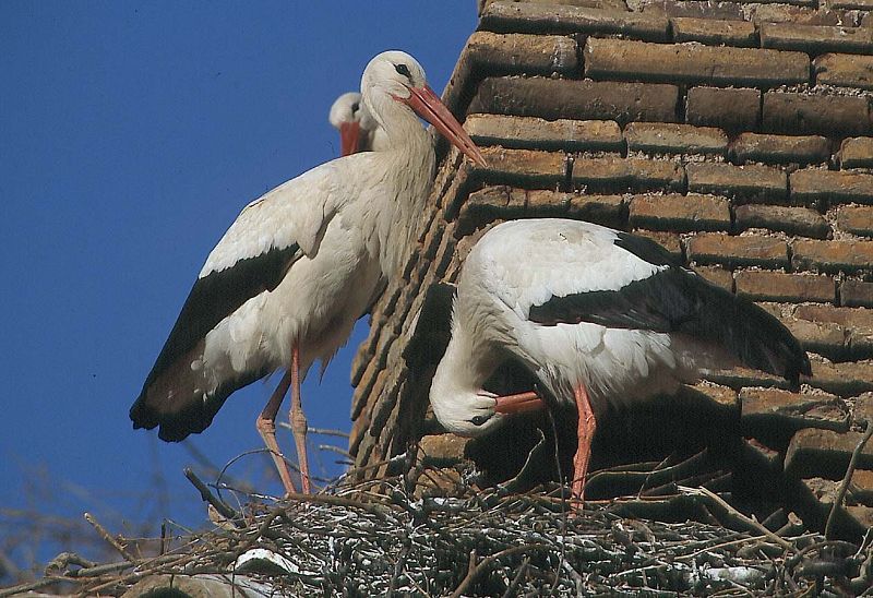 Un ejemplar de cigüeña blanca.