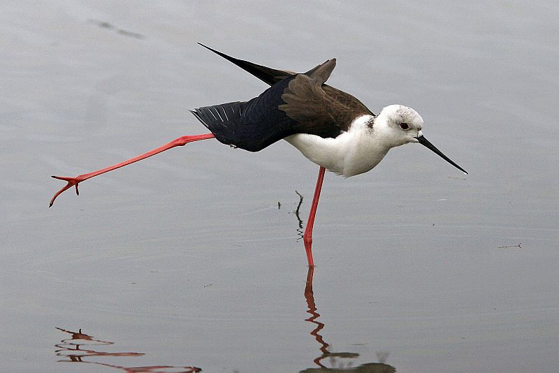 Un avisador en el Parque de la Albufera de Mallorca.