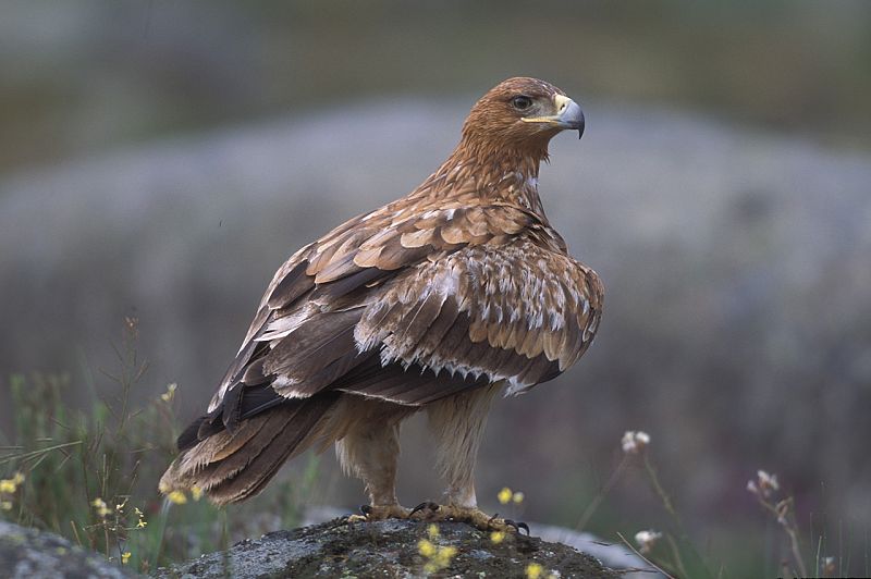 El águila imperial, una de las especies que empiezan a recuperarse.