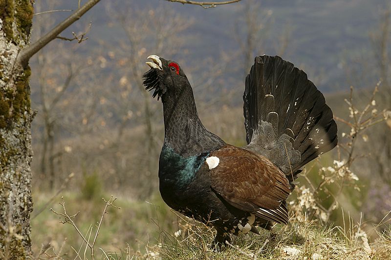 El urogallo, una de las especies más amenazadas de España.