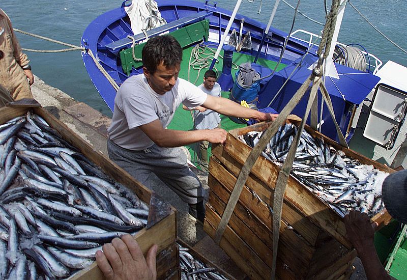 Descarga de pescado en el puerto de Bermeo.