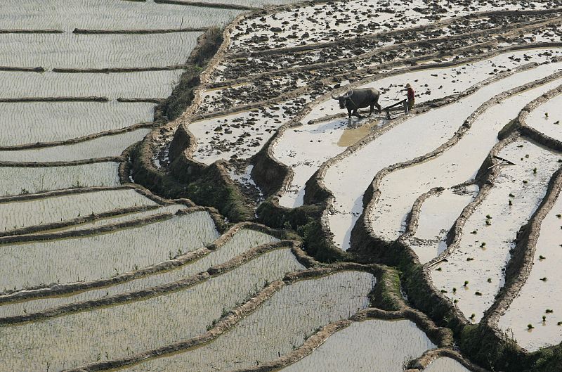 Bancales de arroz en Yunnan, China.