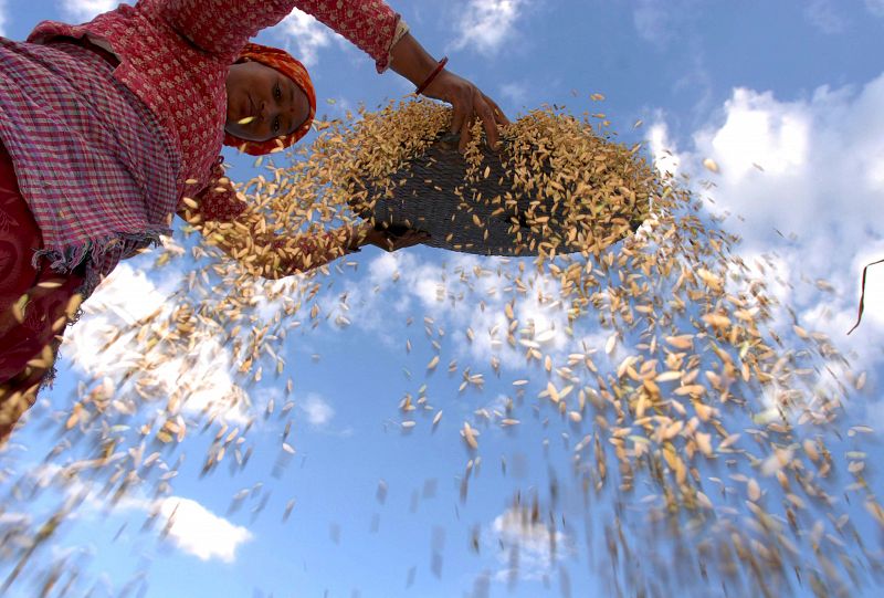 CULTIVO DEL ARROZ EN NEPAL