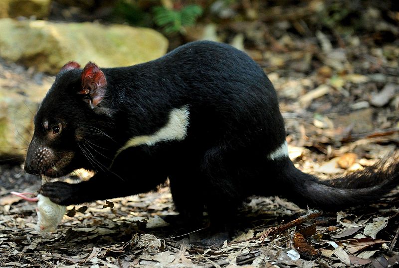 DEMONIOS DE TASMANIA