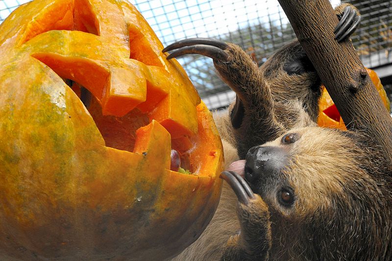 'Halloween' en el Loro Parque en Tenerife