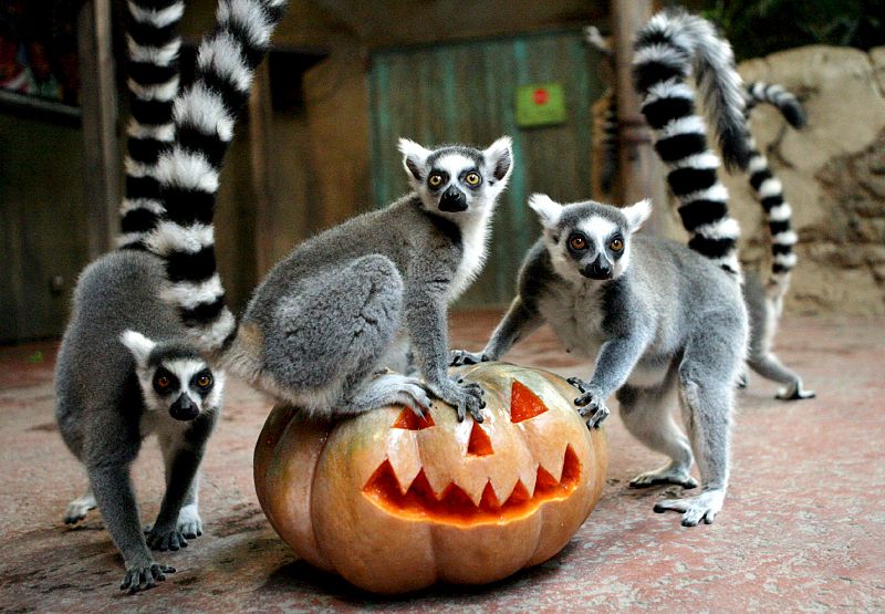 Lemures en el Zoo Hagenbeck de Hamburgo juegan con una calabaza