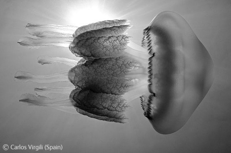 Las fotos en blanco y negro también tienen un hueco en las mejores fotos del año. En este caso, podemos disfrutar de una medusa desplegándose en el agua.