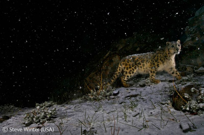 Leopardo bajo las estrellas