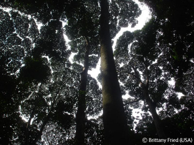 Dentro de la categoría juvenil encontramos fotos de menores de diez años, como esta, tomada en un bosque en Kuala Lumpur.