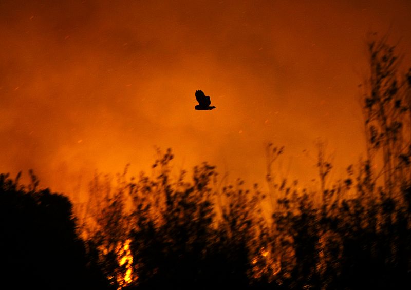 Un pájaro trata de huir de las llamas que rodean Los Ángeles.