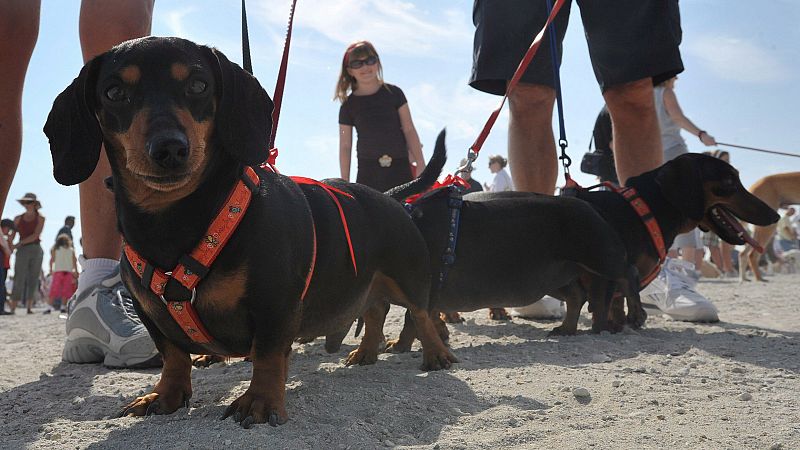 EVENTO DE MASCOTAS ËDOG WALKÍ EN ASKAR