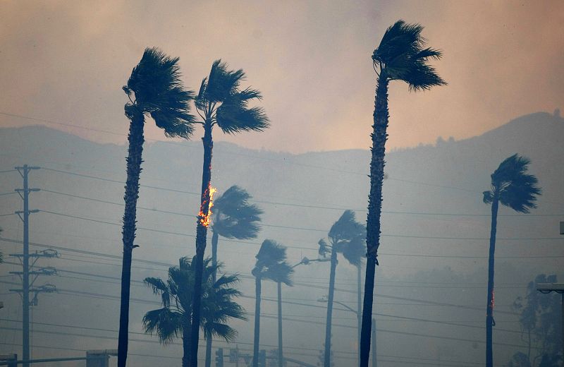 Las palmeras en Yorba Linda, California, sufren los efectos de los devastadores incendios que asolaron el estado